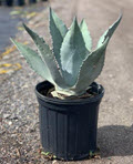 Blue Americana Agave